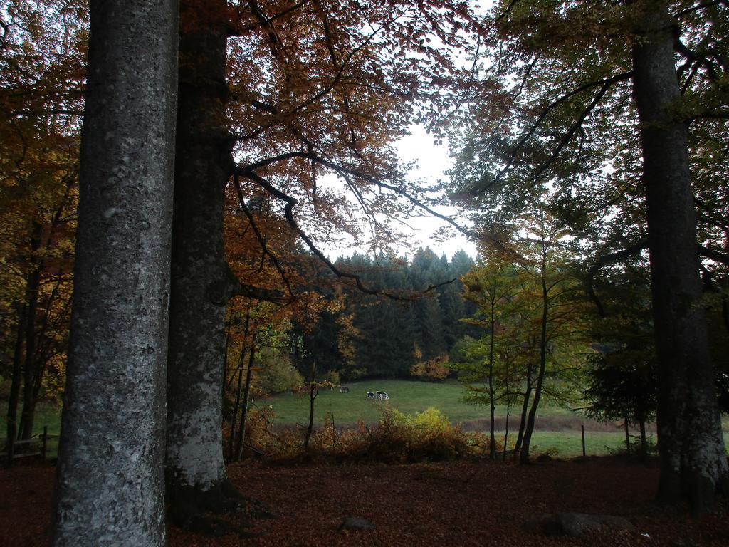 Tilly'S B&B And Apartment House Le Hohwald Esterno foto